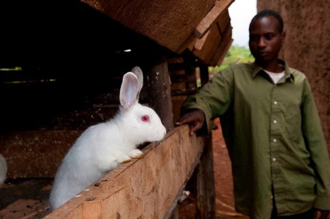 Rabbit breeding