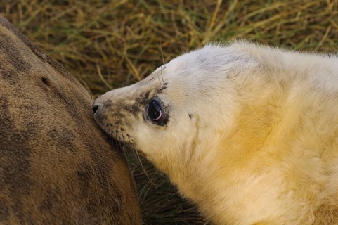 Grey seal