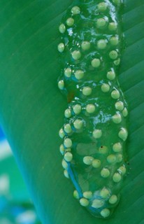 Red-eyed Treefrog