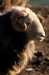 Domestic Sheep