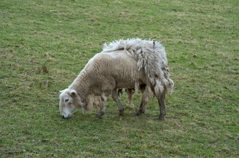 Domestic Sheep
