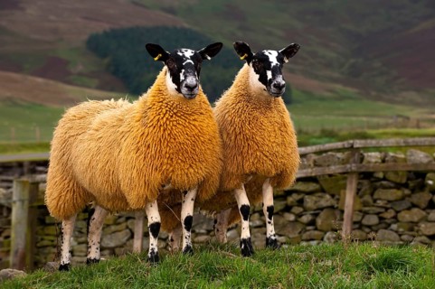 Domestic Sheep