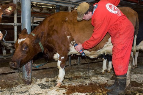Dairy farmer cuts hair from the fur of dairy cows