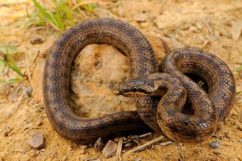 Smooth snake