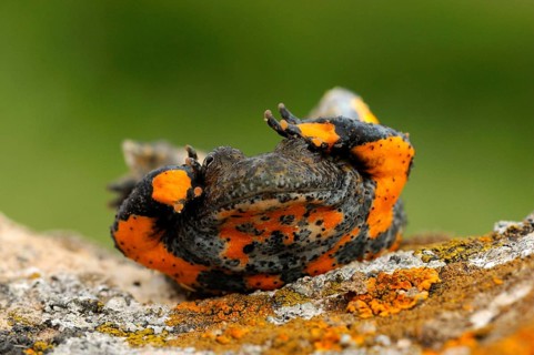Yellow-bellied Toad