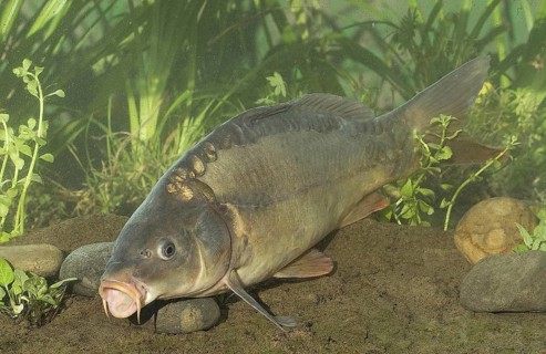 Mirror Carp