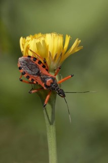 Red Assassin Bug