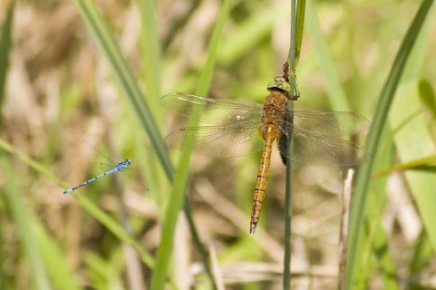 Norfolk Hawker