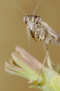 Grey mantis