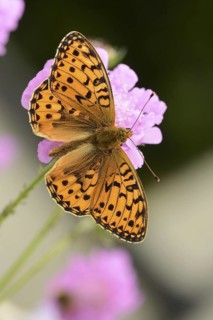 Argynnis aglaia