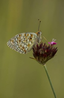 Niobe fritillary