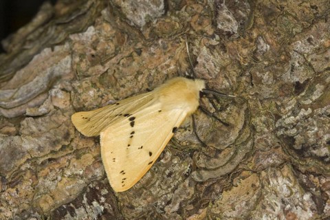 Buff Ermine