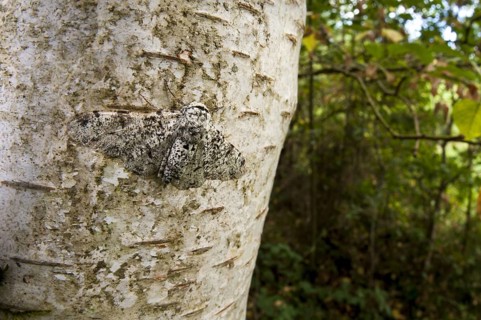Adult birch moth