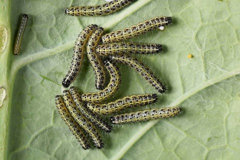 Cabbage butterflies