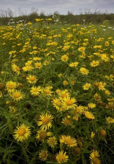 Flowering mass of British british yellowhead
