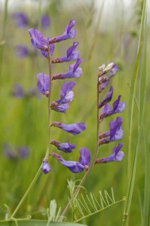 Fine-leaved Vetch