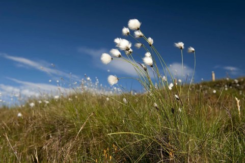 Bog Cotton-grass