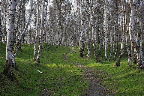 Silver Birch