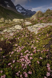 Trailing Azalea