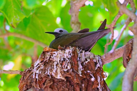 Lesser noddy