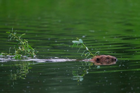 Eurasian beaver