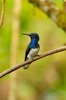 Jacobin Hummingbird Male