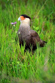 Southern crested caracara