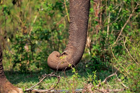 Sri Lankan elephant