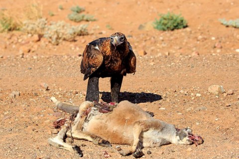 Wedge-tailed eagle