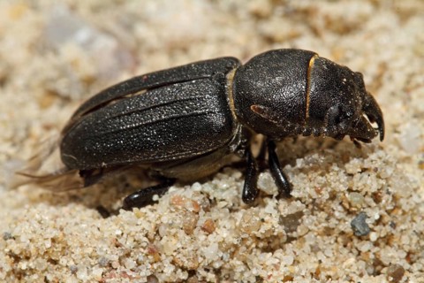Black longhorn beetle