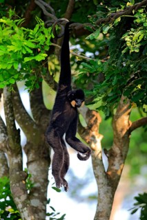 Yellow Cheeked Gibbon