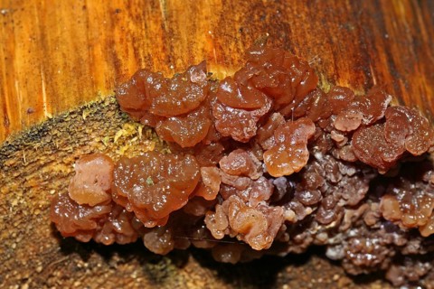 Candy Brown Druesling