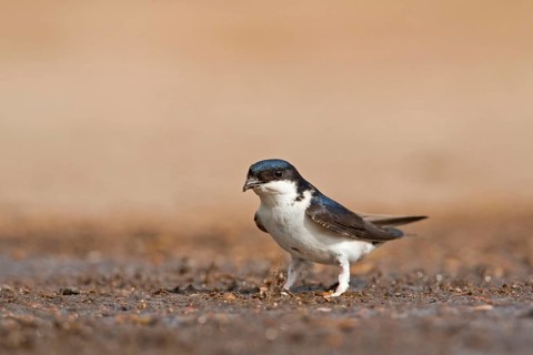 Common house martins