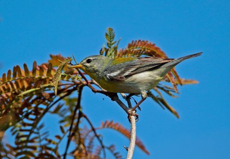 Northern Parula
