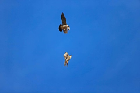 Peregrine Falcon