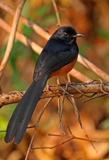 White-rumped Shama