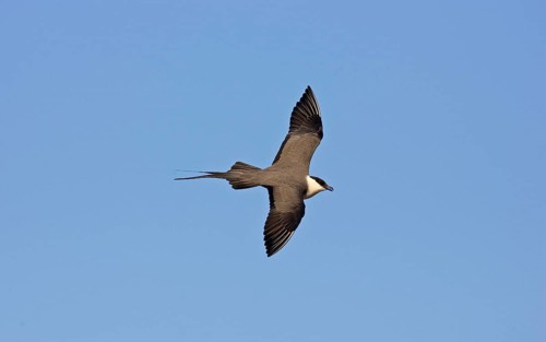 Long-tailed Skua