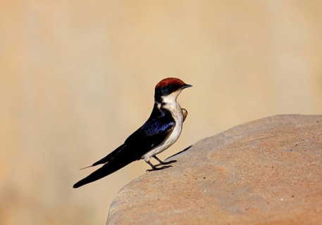 Red-capped Swallow