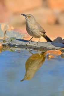 Curve-billed Thrasher
