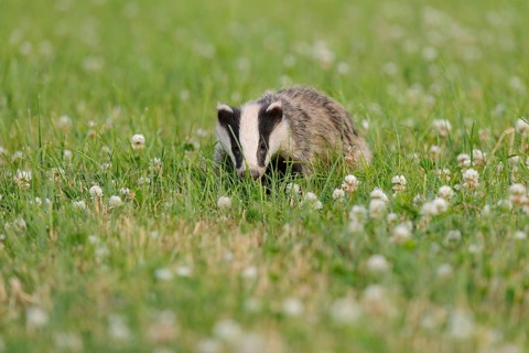 Eurasian Badger