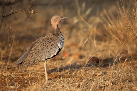 Buff-crested bustard