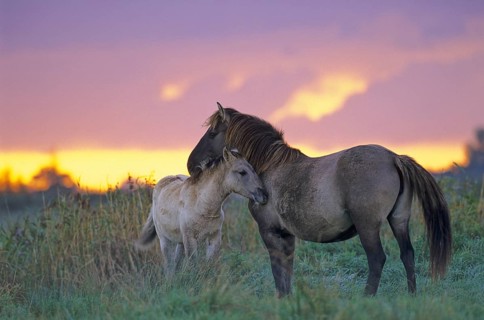 Konik Horse