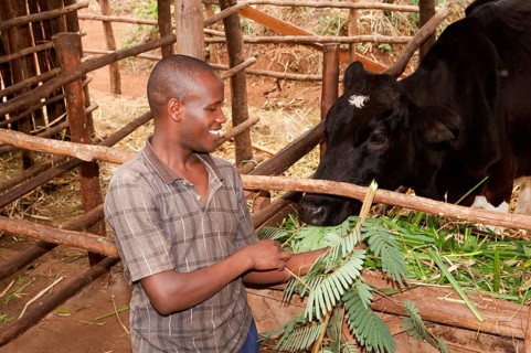 Farmer feeds dairy cow with fodder tree leaves