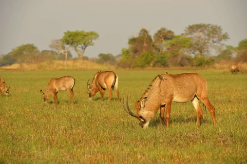 Roan Antelope