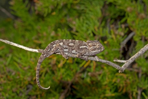 Common Chameleon