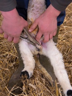 Sheep farming