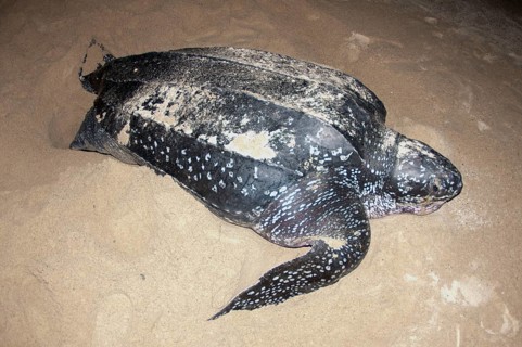 Leatherback sea turtle