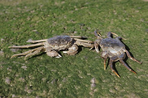Chinese Mitten Crab