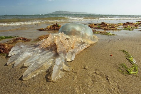 Barrel Jellyfish