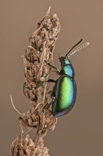 Mint Leaf Beetle